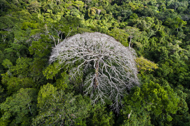 Arbre isolé dans le parc national de l’Ivindo, province de Ogooué-Ivindo, Gabon © Yann Arthus-Bertrand