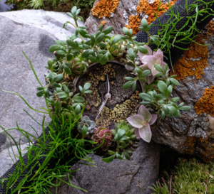 Moser Nature Watch : la montre mère-nature