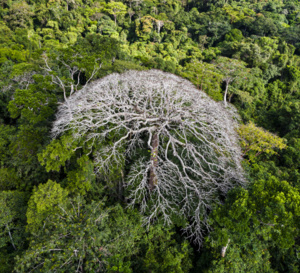 Legacy : Omega, partenaire du dernier film de Yann Arthus-Bertrand